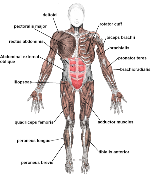Patologi Muskuloskeletal 