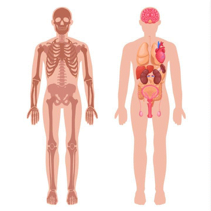 Pekerti Batch 32 - Anatomi Fisiologi